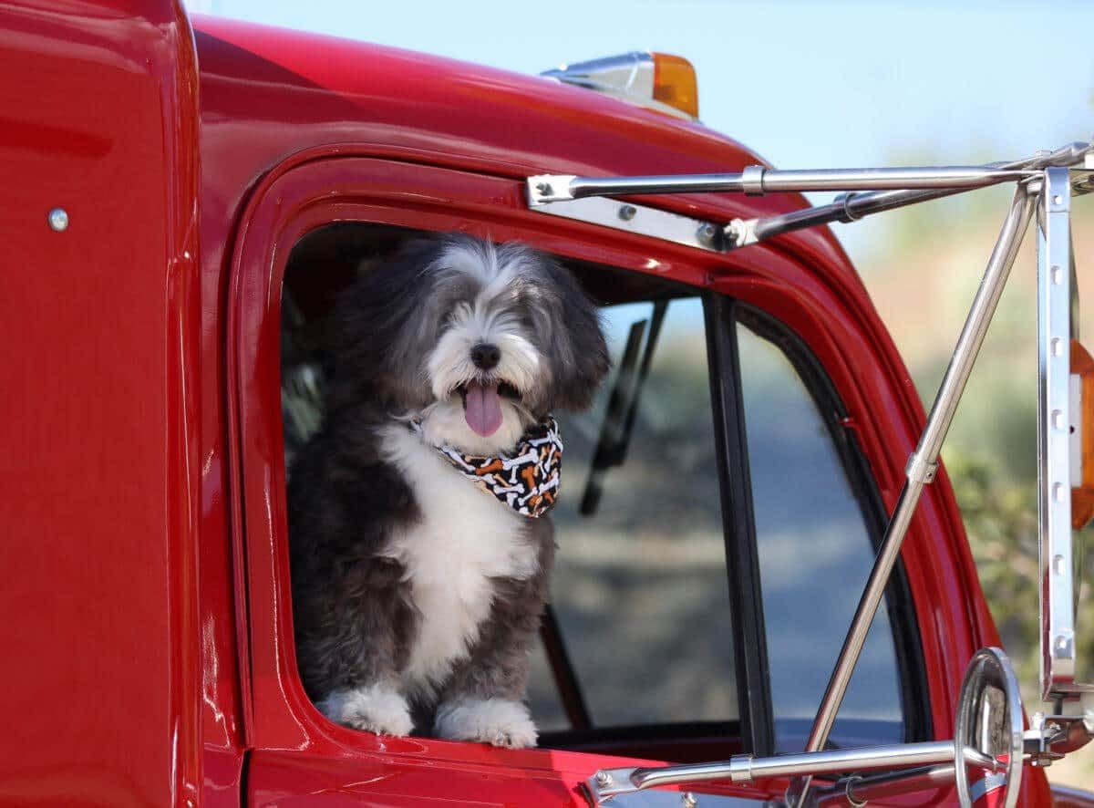 Practical Tips for Truckers with Pets