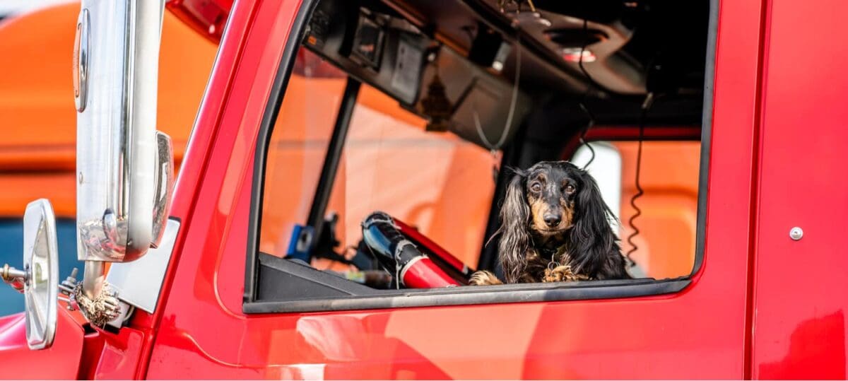 Tips for Trucking With a Dog